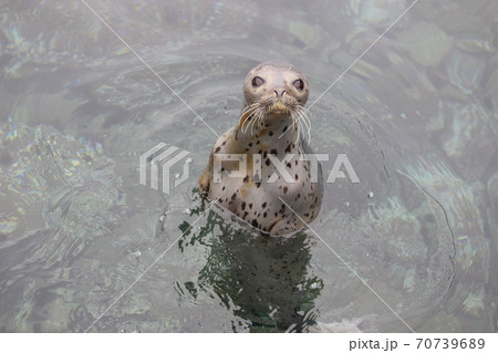 ゴマフアザラシ　海面上半身出し 70739689