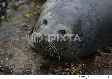 ゴマフアザラシアップアップ 70739691