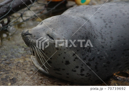 ゴマフアザラシ横顔 70739692