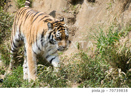 歩くとら 70739838