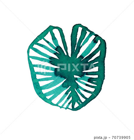 Minimalistic watercolor water lily leaf on white 70739905