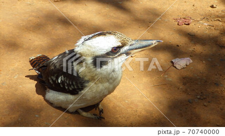 【オーストラリア】茶色い土の上に佇むワライカワセミ 70740000