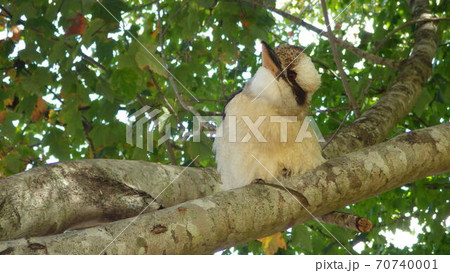 【オーストラリア】木の上で首をかしげるワライカワセミ 70740001