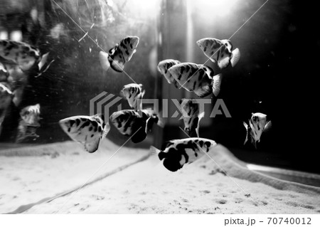 水槽に写り込む魚の群れ 70740012