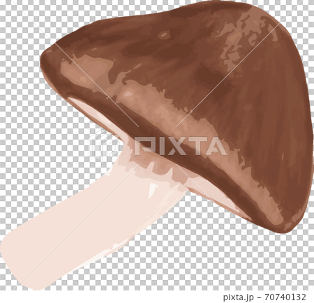 リアルな椎茸のシンプルなイラストのイラスト素材