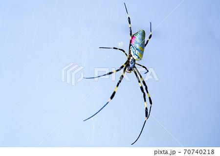 女郎蜘蛛の巣がたくさんあります。 70740218