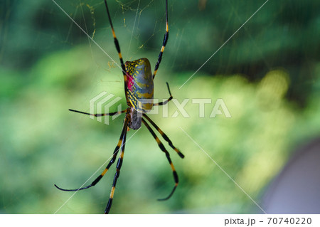 女郎蜘蛛の巣がたくさんあります。 70740220