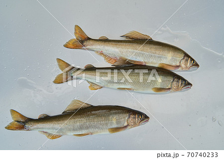 鮎が釣れる季節。 鮎が釣れる季節。 70740233