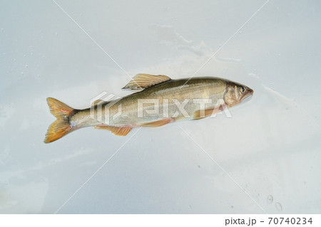 鮎が釣れる季節。 70740234