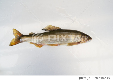鮎が釣れる季節。 鮎が釣れる季節。 70740235