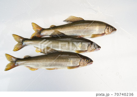 鮎が釣れる季節。 70740236