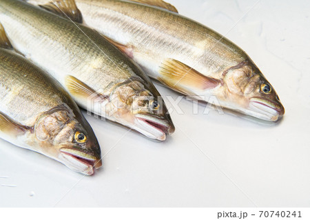 鮎が釣れる季節。 70740241