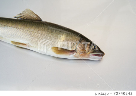 鮎が釣れる季節。 鮎が釣れる季節。 70740242