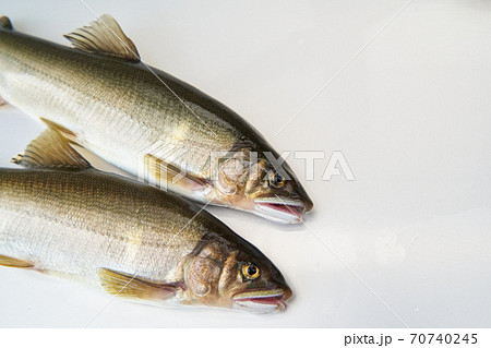 鮎が釣れる季節。 鮎が釣れる季節。 70740245