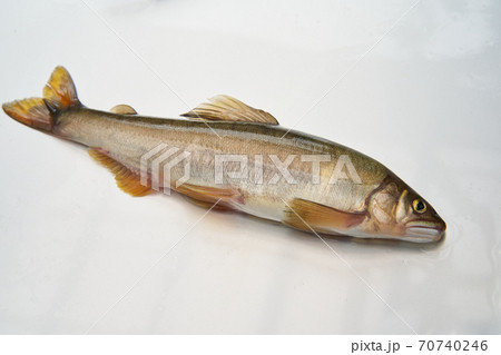 鮎が釣れる季節。 70740246