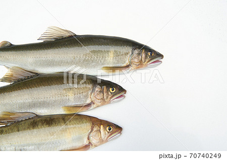 鮎が釣れる季節。 鮎が釣れる季節。 70740249