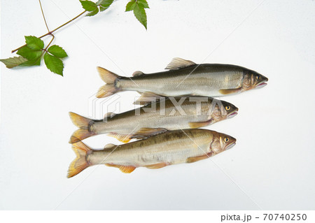 鮎が釣れる季節。 鮎が釣れる季節。 70740250
