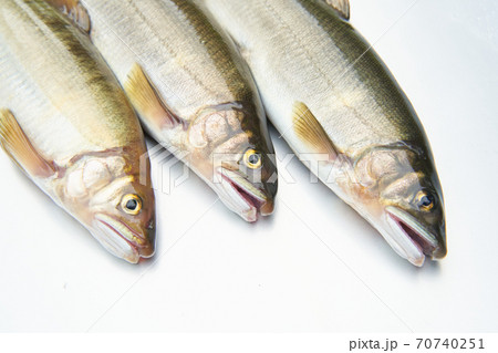 鮎が釣れる季節。 鮎が釣れる季節。 70740251