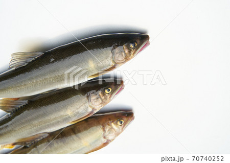 鮎が釣れる季節。 70740252