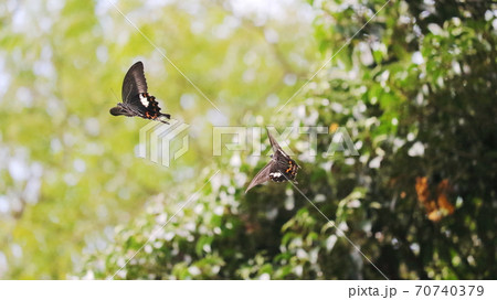 戯れるアゲハチョウ 戯れるアゲハチョウ 70740379