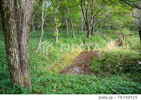 県立赤城公園　覚満淵遊歩道からの景観　初秋の風景 70740425