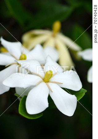 梔子 くちなし クチナシ の花のクローズアップの写真素材