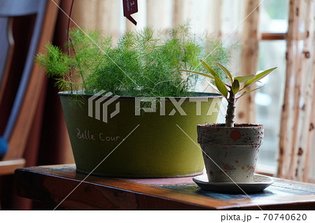 観葉植物 インテリア 遠目 観葉植物 インテリア 遠目 70740620