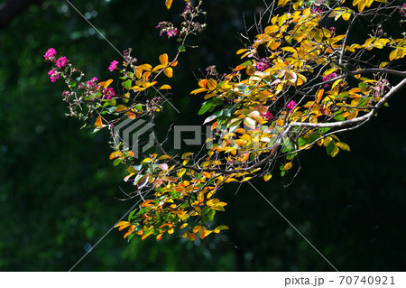 花と紅葉が同時に楽しめる秋のサルスベリの木 10月撮影 花と紅葉が同時に楽しめる秋のサルスベリの木 10月撮影 70740921