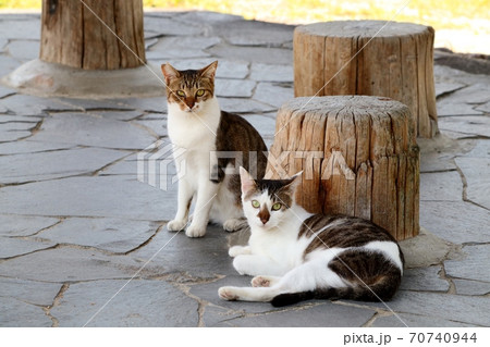 公園：野良猫：夫婦の猫：車塚古墳公園 の写真素材 [70740944] - PIXTA