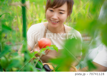 トマトを栽培する女性 70741128