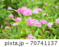 ピンクの花 70741137
