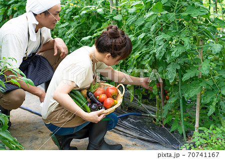 トマトを栽培する男女 トマトを栽培する男女 70741167