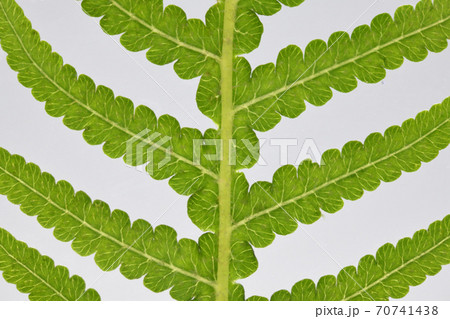 シダ類の葉と葉脈 70741438