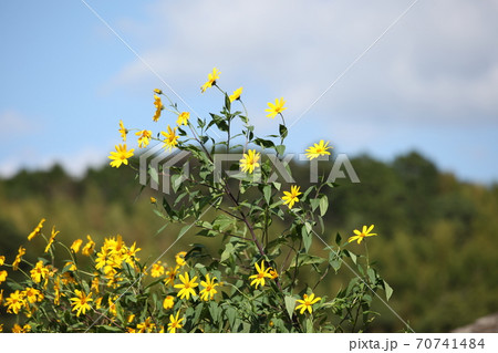 菊芋の花 菊芋の花 70741484