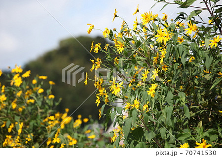 菊芋の花の写真素材