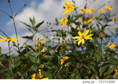 菊芋の花 70741899