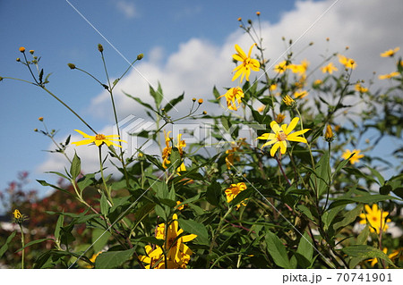 菊芋の花 菊芋の花 70741901