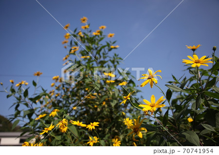 菊芋の花 菊芋の花 70741954