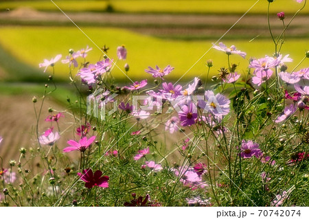 秋の花:コスモス:保谷川:土手の花壇 秋の花:コスモス:保谷川:土手の花壇 70742074