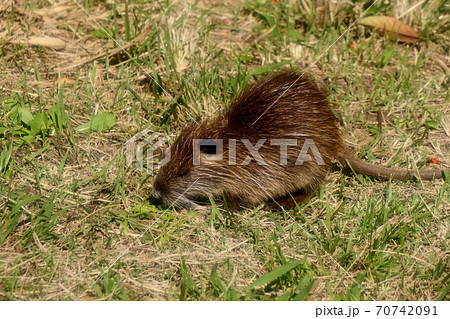 ヌートリア 子供 赤ちゃん 食事に夢中 ネズミ目 山田池公園の写真素材