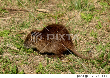 ヌートリア 子供 赤ちゃん 食事に夢中 ネズミ目 山田池公園の写真素材