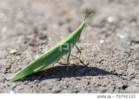 アスファルト道路に飛び出してきた、ショウリョウバッタ 70742135