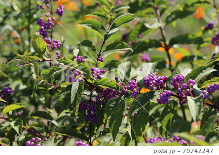 秋の公園に咲くムラサキシキブの紫色の花の写真素材