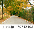 木 紅葉 落葉 70742408
