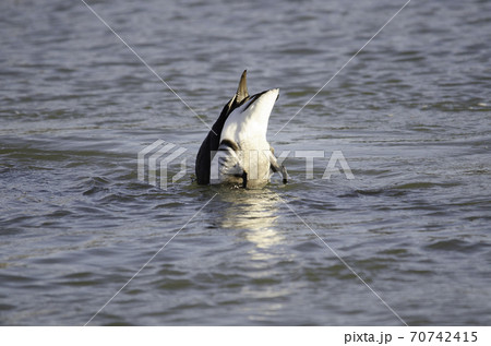 逆立ちするコクガン 逆立ちするコクガン 70742415