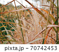 秋 ススキ 植物 70742453