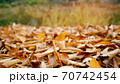 秋 落葉 植物 70742454