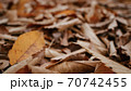 秋 落葉 植物 70742455