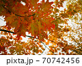 秋 カエデ 紅葉 70742456
