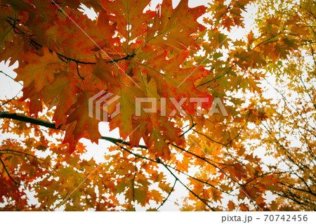 秋 カエデ 紅葉 70742456
